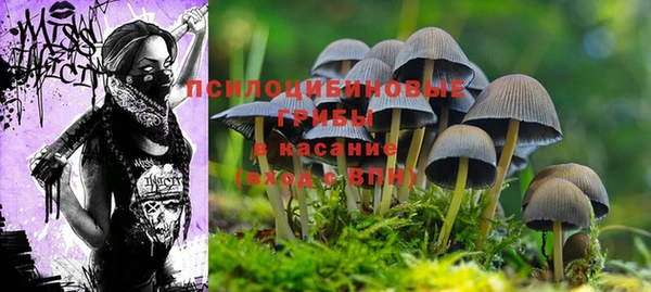 прущие грибы Алексин